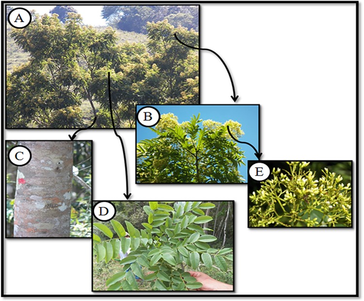 Fig 6
