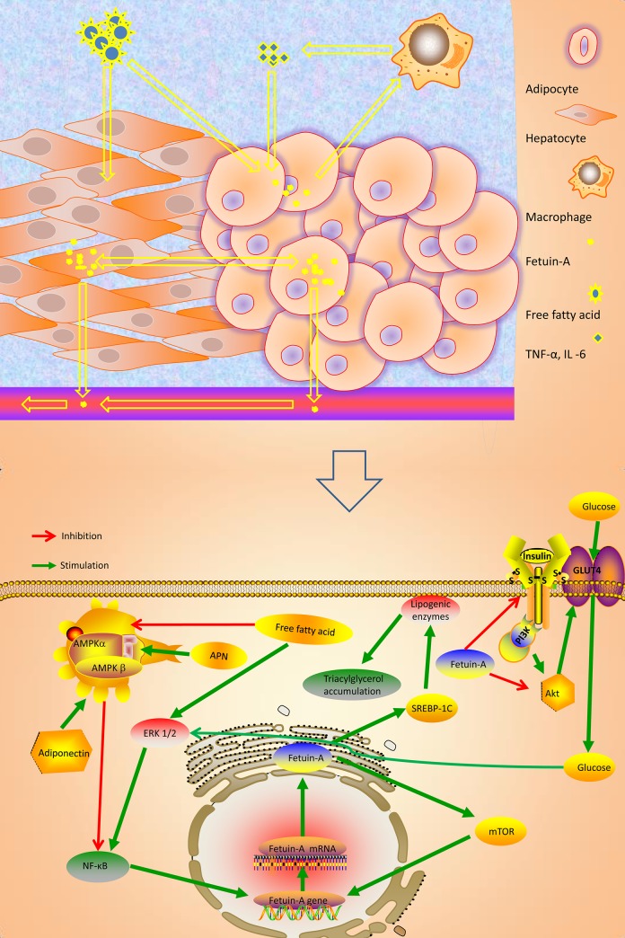 Fig 1