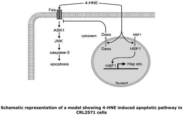 Fig.12