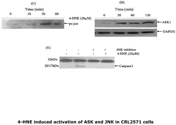 Fig.4