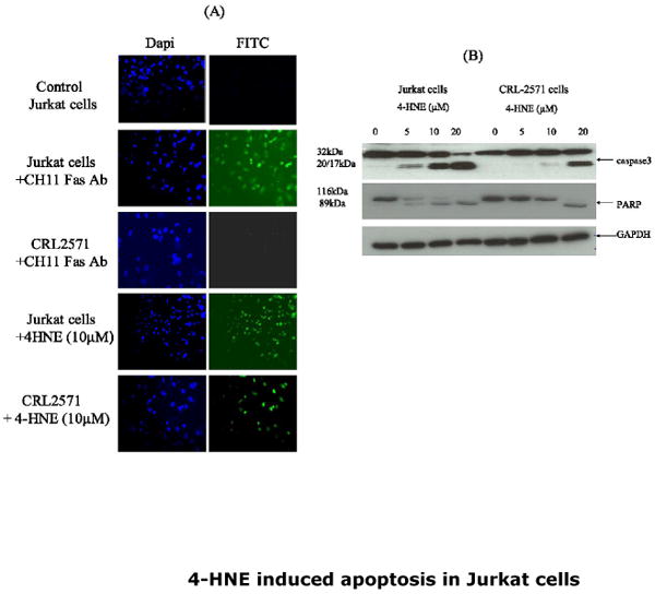 Fig.2