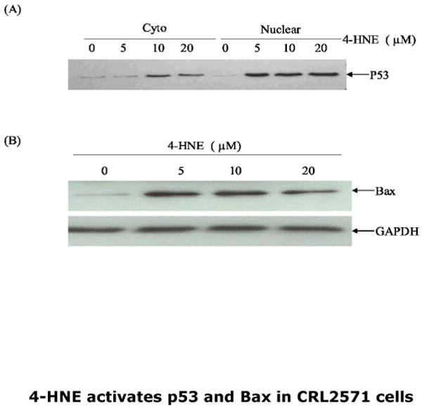 Fig.11