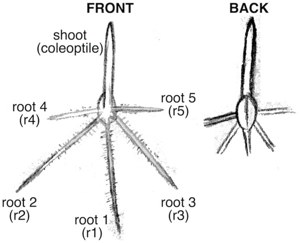 FIGURE 1