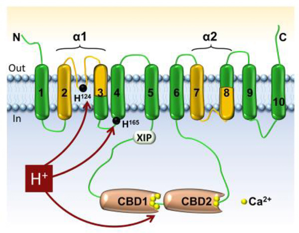 Figure 1: