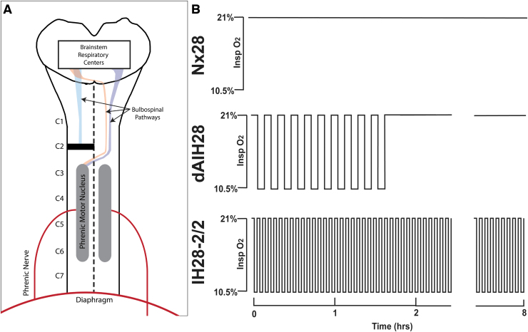 FIG. 1.