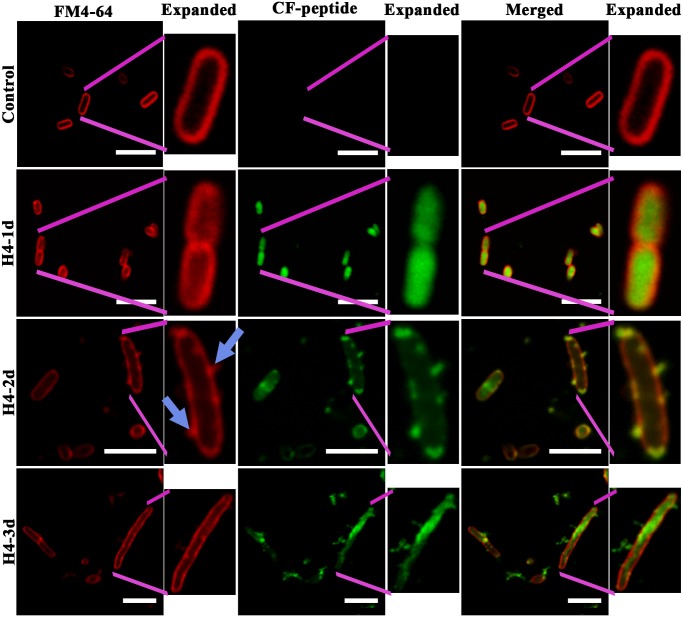 Fig 3