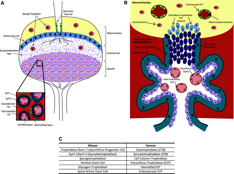 Fig. 1