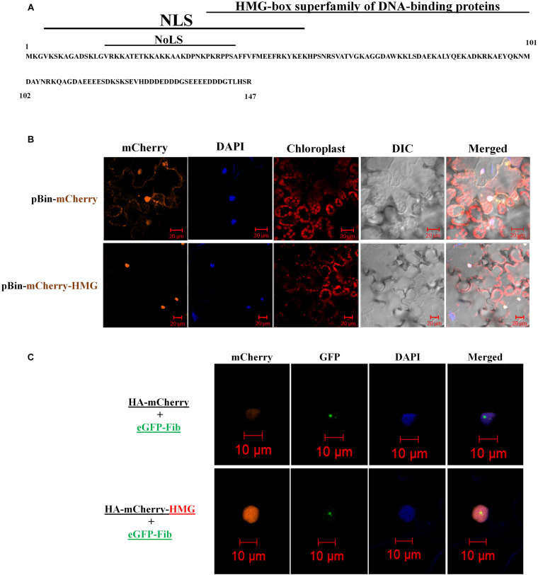 FIGURE 2