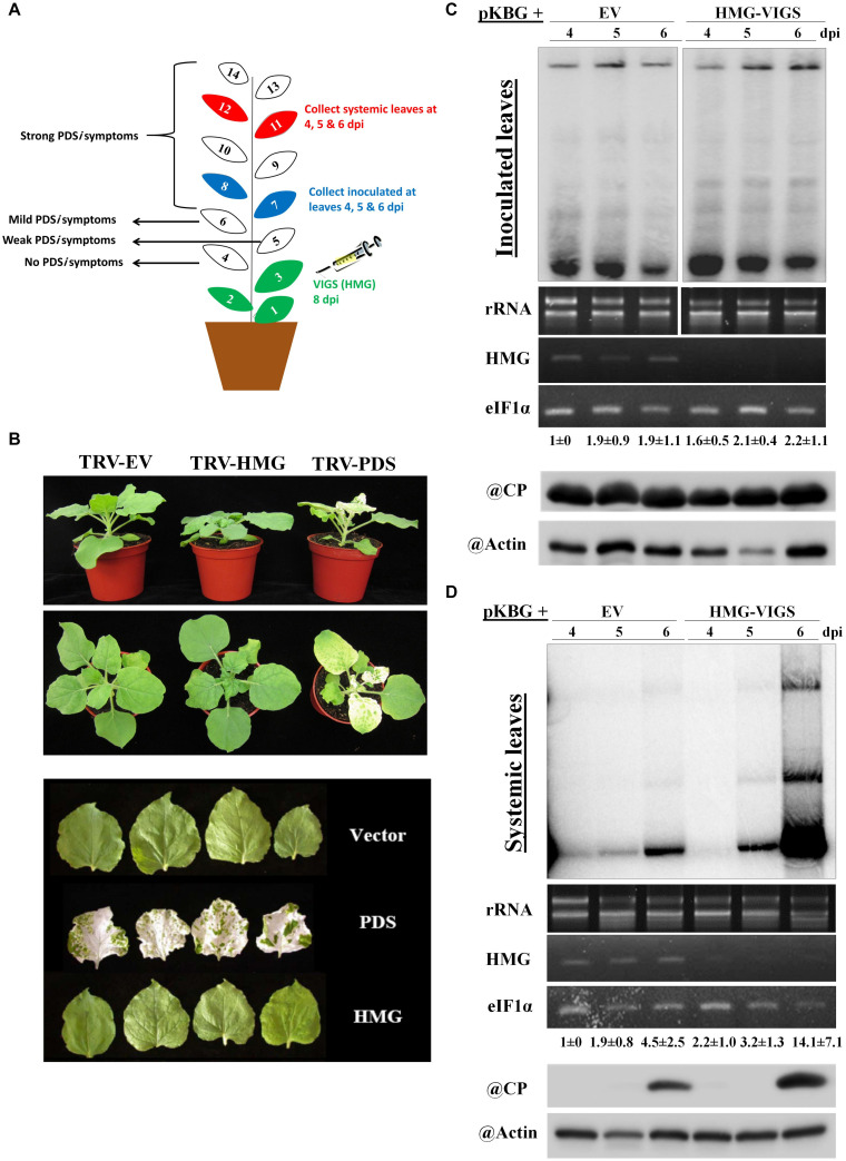 FIGURE 3