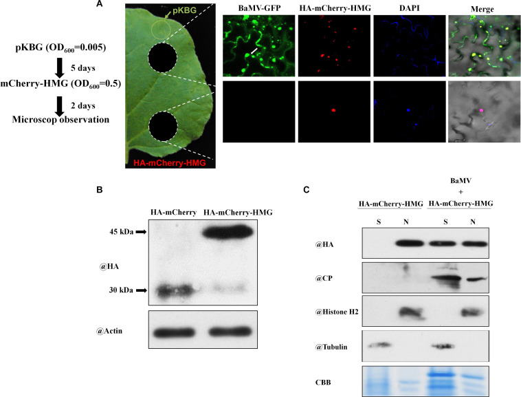 FIGURE 6