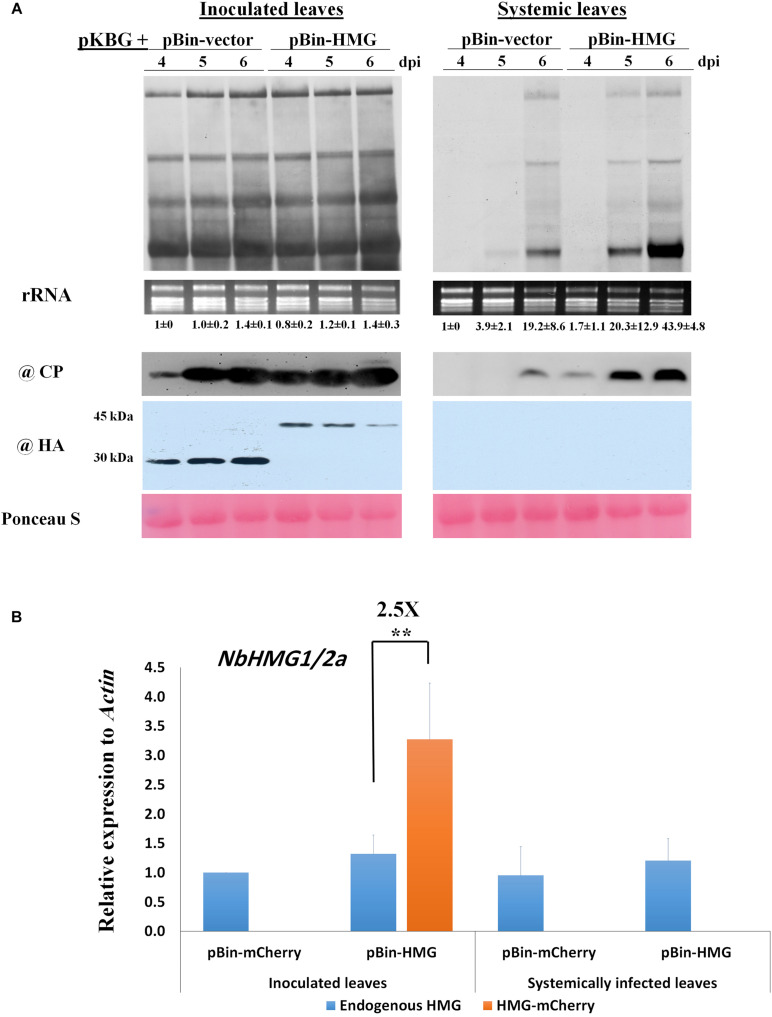 FIGURE 4