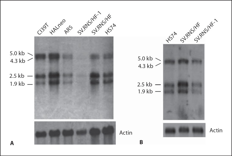 Fig. 8