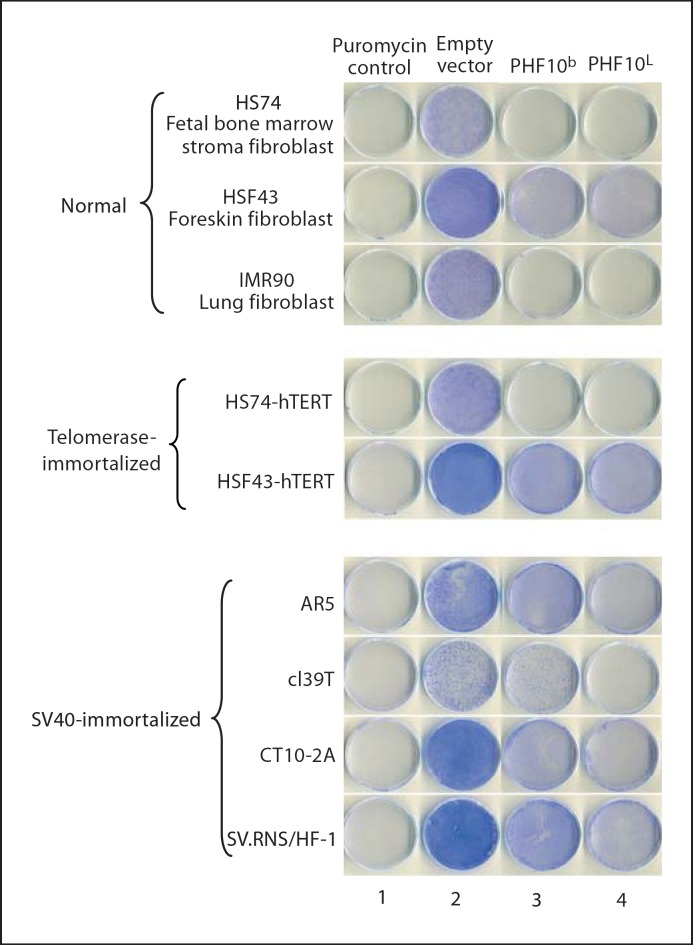 Fig. 10