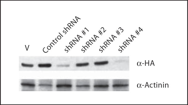 Fig. 11