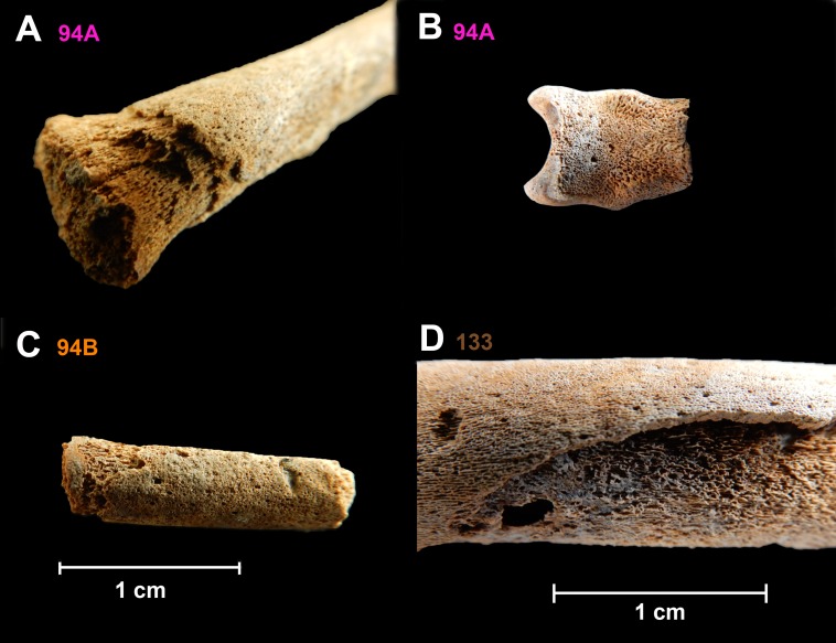 Fig 1