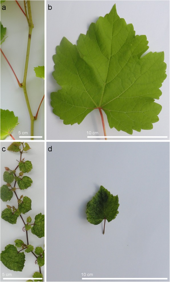 Fig. 2