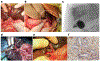 Fig. 2 |