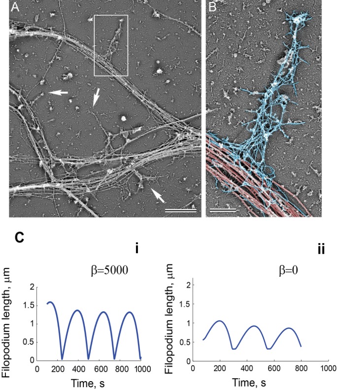 FIGURE 5: