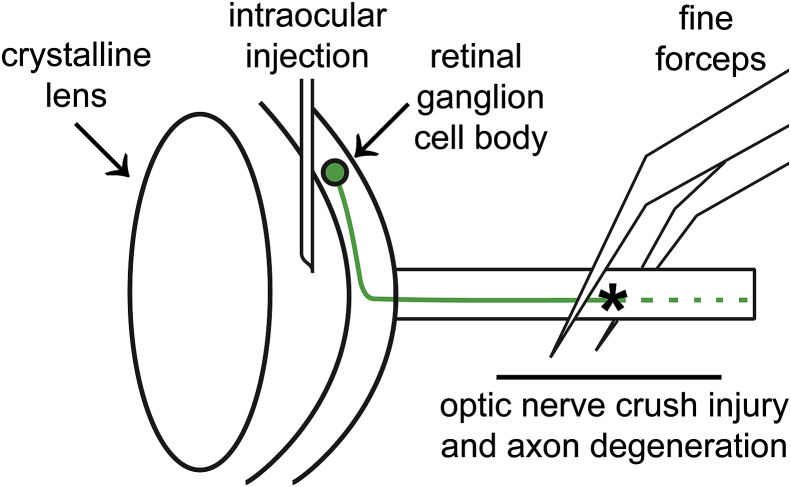 Fig. 2