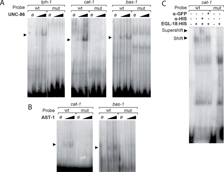 Figure 5—figure supplement 2.