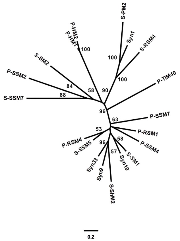 FIGURE 1