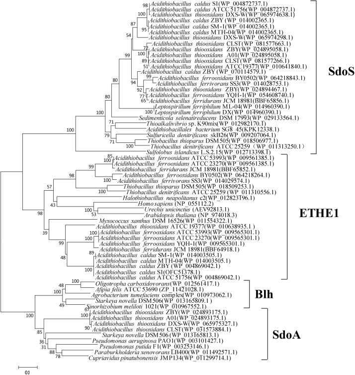 FIGURE 1