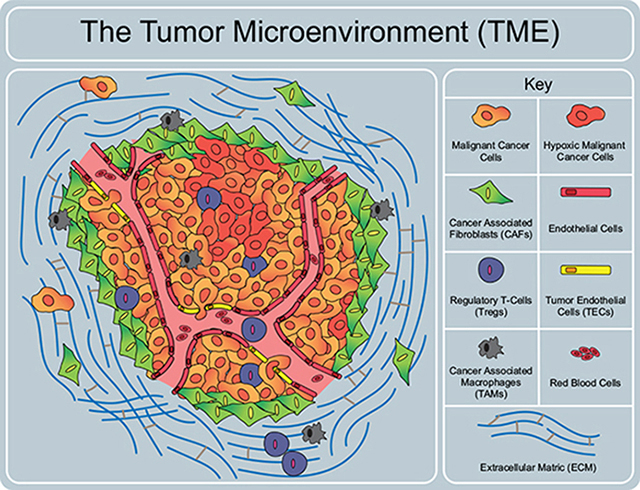 graphic file with name nihms-1581372-f0001.jpg