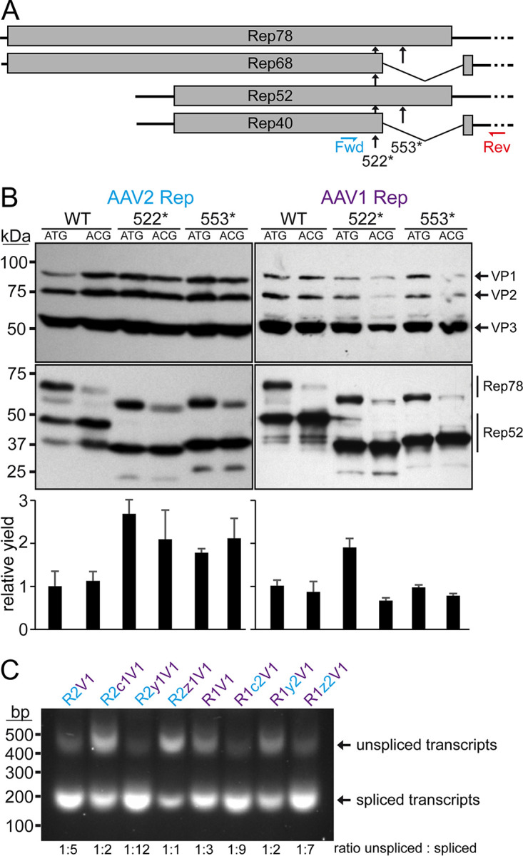 FIG 3