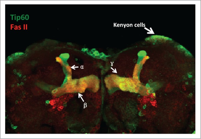 Figure 1.