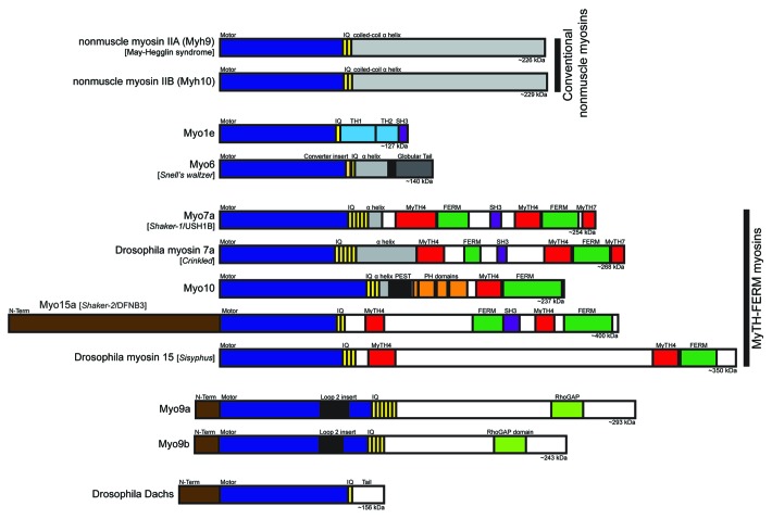 graphic file with name bioa-2-158-g1.jpg