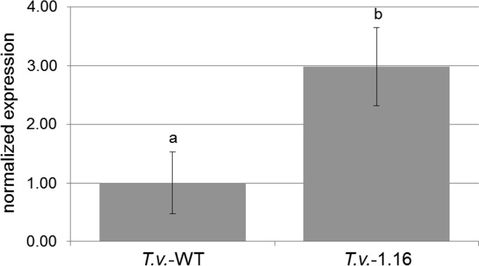 FIG 6