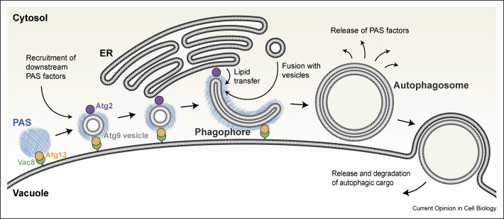 Fig. 3