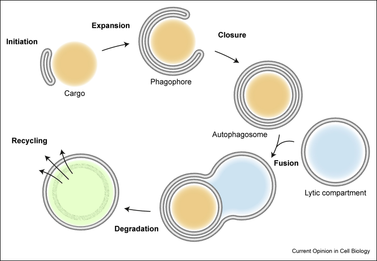 Fig. 1