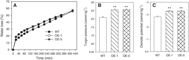 Fig. 6