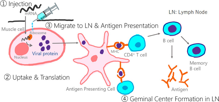 Fig 6