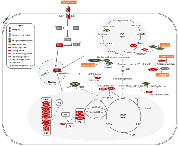 Figure 6