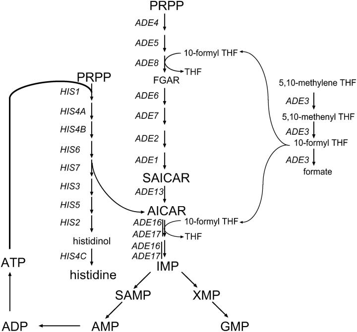 Figure 1.—