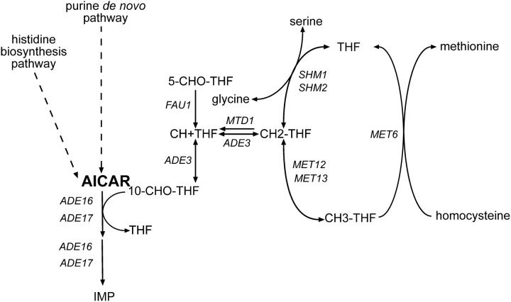 Figure 5.—