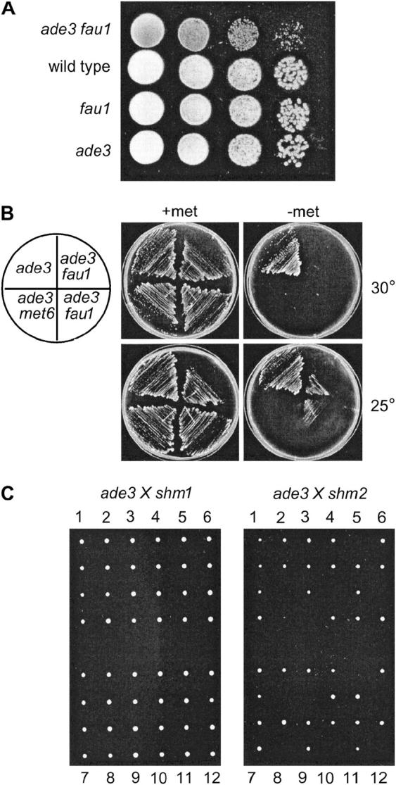 Figure 6.—