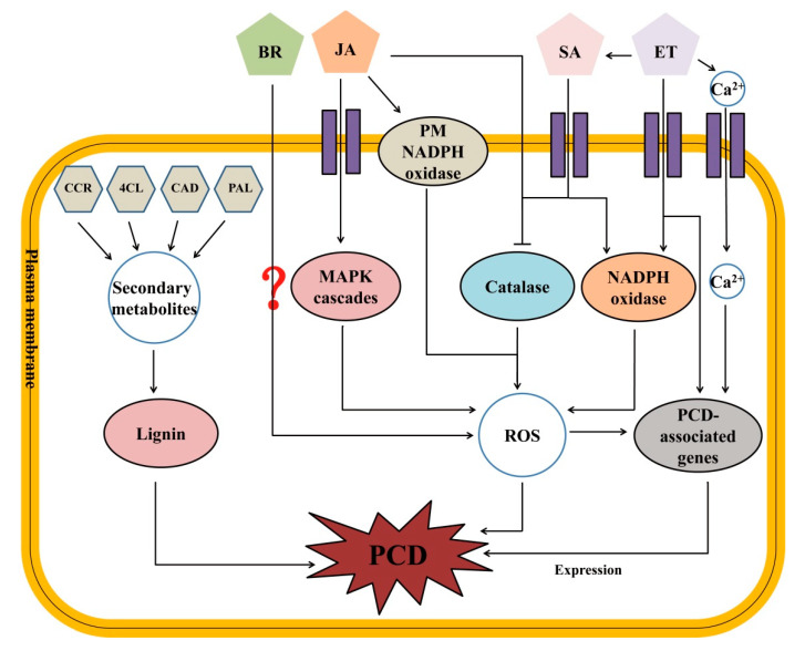 Figure 13