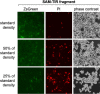 Figure 2—figure supplement 3.