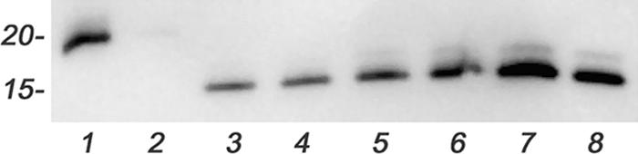 FIG. 5.