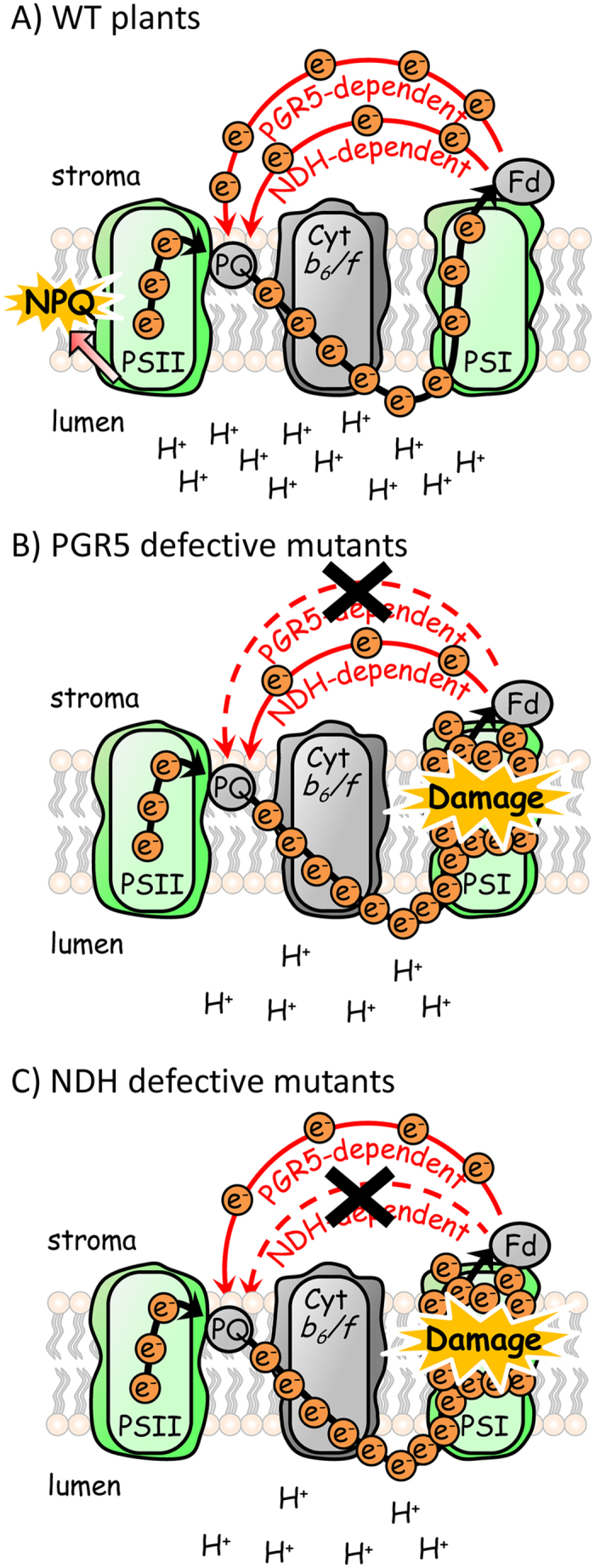 Figure 7