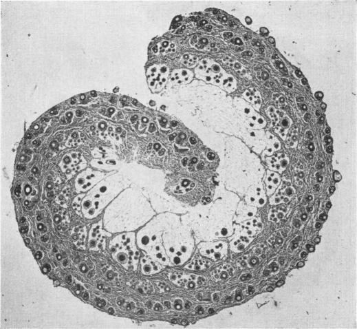 Fig. 8.