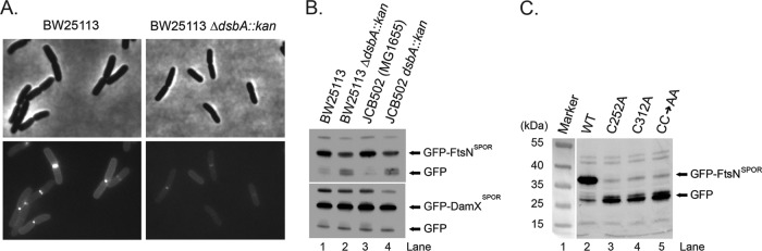 Fig 5