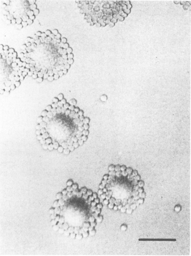 graphic file with name iai00186-0320-a.jpg