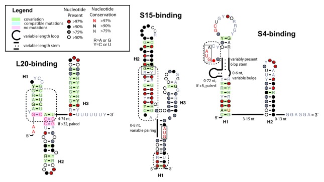 graphic file with name rna-10-1180-g1.jpg