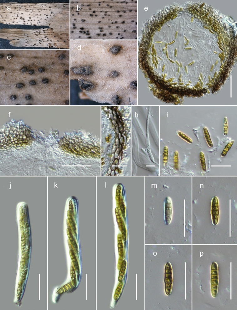 Fig. 63