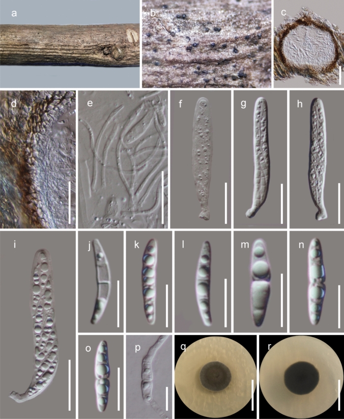Fig. 48