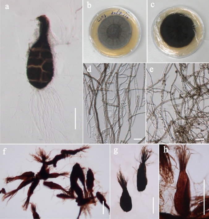 Fig. 99